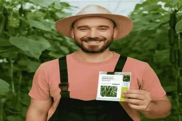 تصویر 4 از فروش بذر خیار گلخانه‌ای ناگین | خرید مطمئن و ارزان